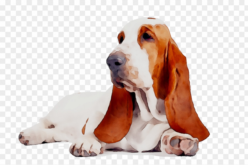 Basset Hound Puppy English Foxhound Harrier Treeing Walker Coonhound PNG