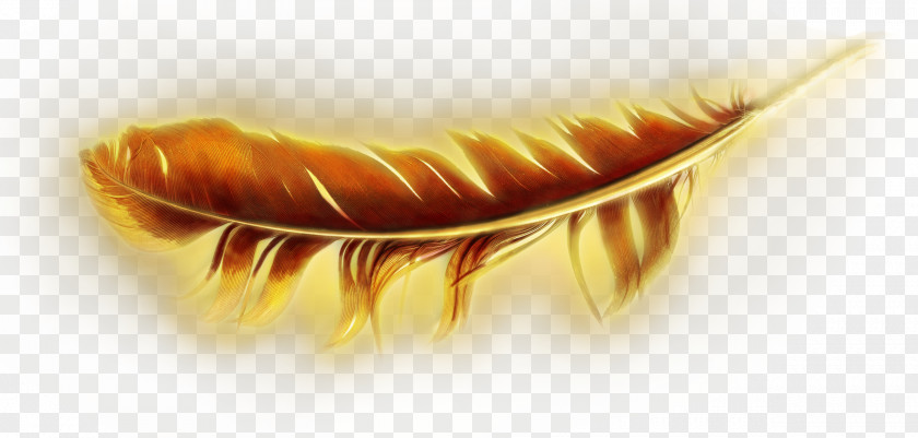 Feather Gold Pen 0 Europæisk Ungdom PNG