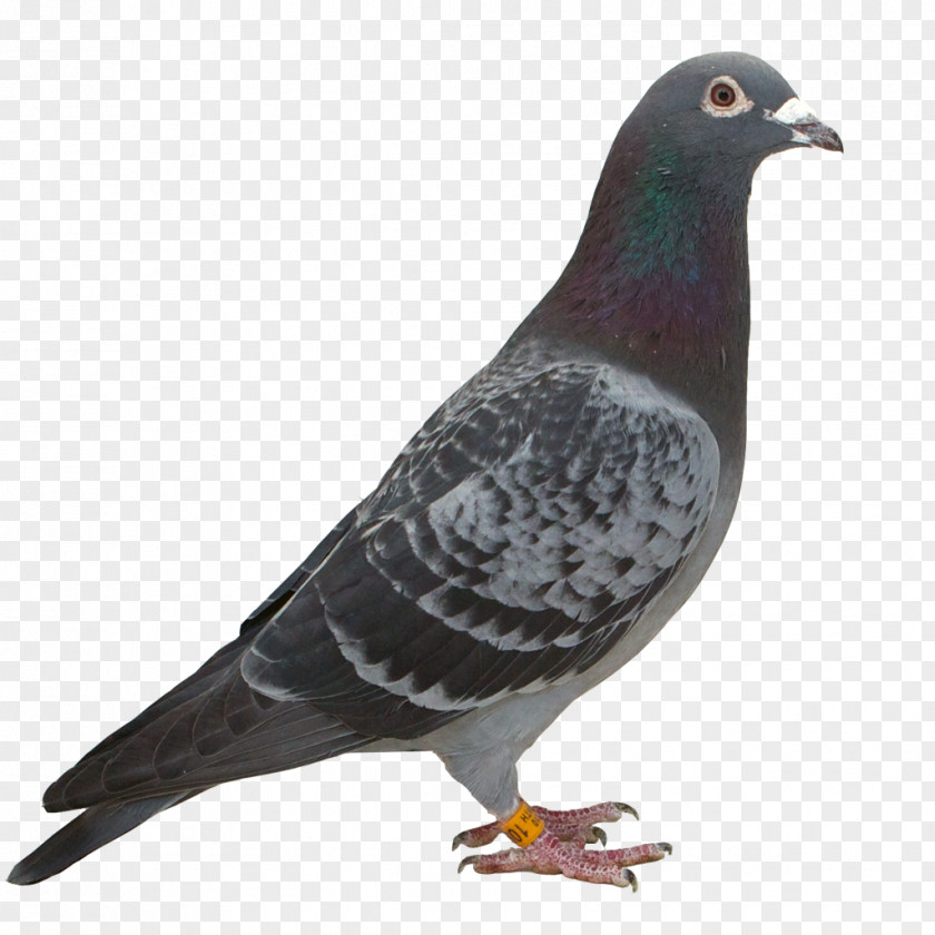 Feather Stock Dove Columbidae Beak PNG