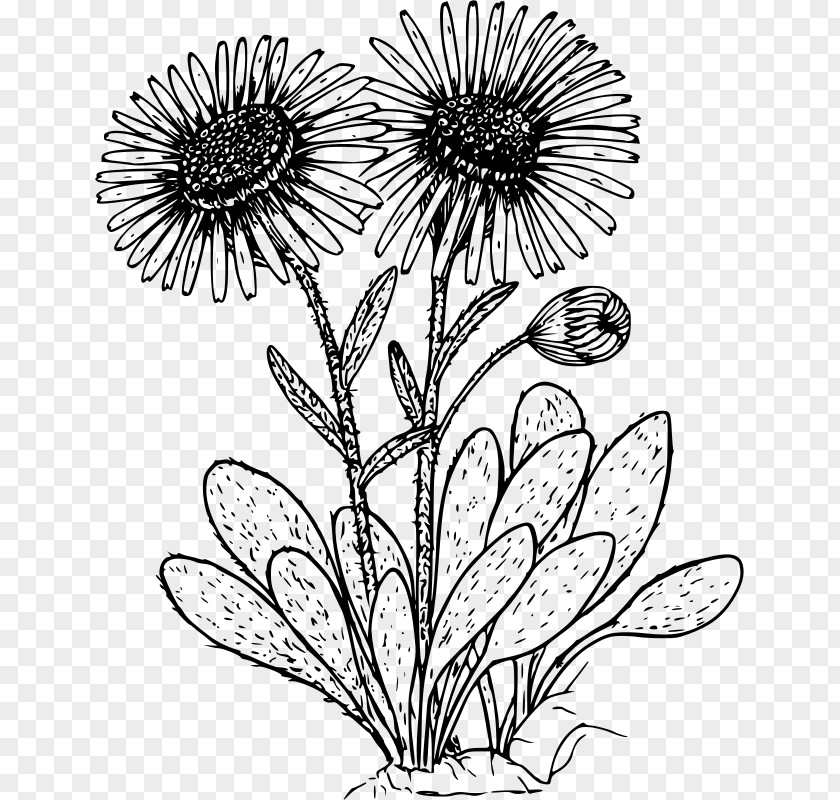 Flower Drawing Common Daisy Wildflower Clip Art PNG