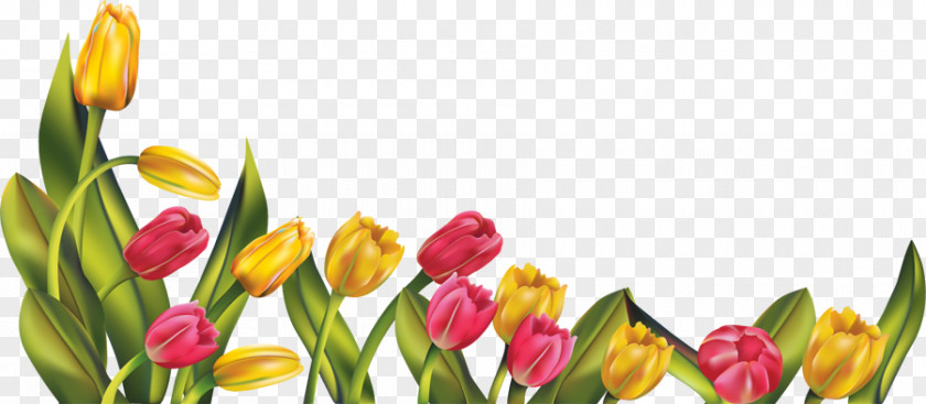 Free Spring Borders Tulip Flower Clip Art PNG