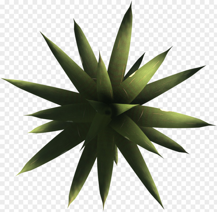 Yucca Plant Agave Azul Artist 8 October Cyborg PNG