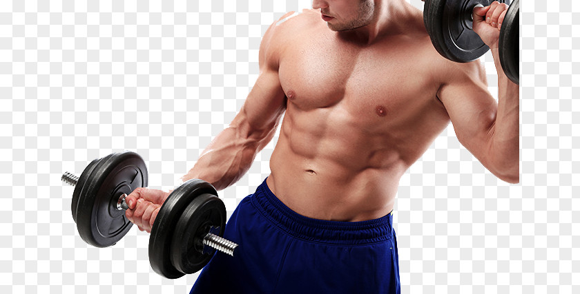 Bodybuilding Fitness Centre Exercise Weight Training Physical PNG