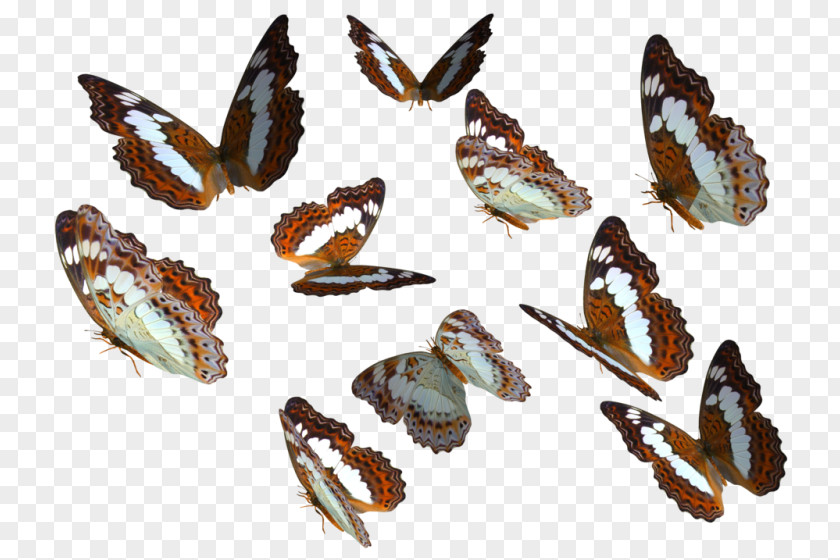 Butterfly Monarch Insect Clip Art PNG