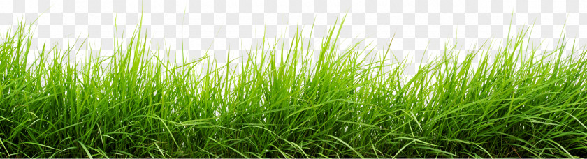 Grass Download Clip Art PNG