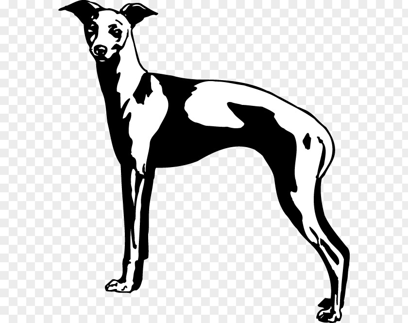 Italian Greyhound Spanish Whippet Sloughi PNG