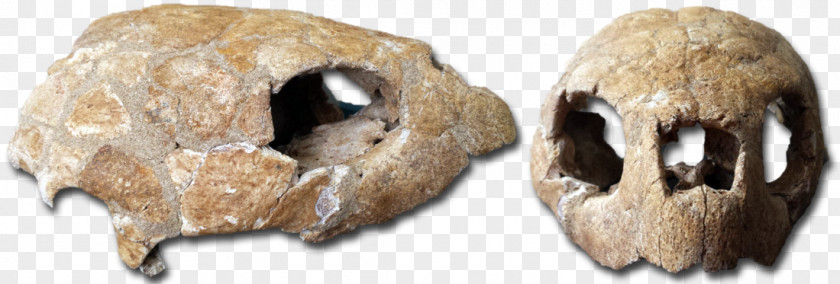Late Cretaceous Snout Fur Beak PNG