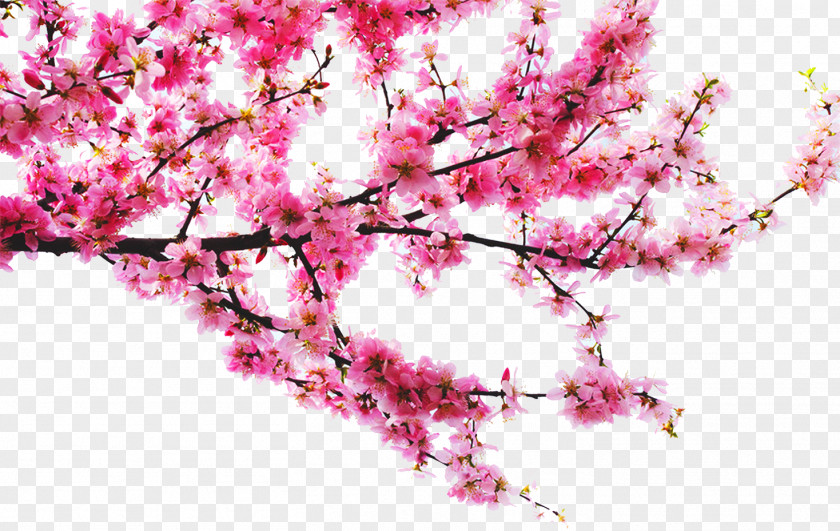 Peach Tree Branches Download PNG