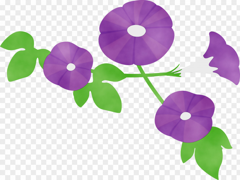 Violet Purple Flower Plant Morning Glory PNG