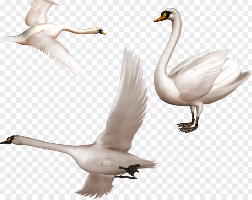 White Swan Cygnini Bird Clip Art PNG