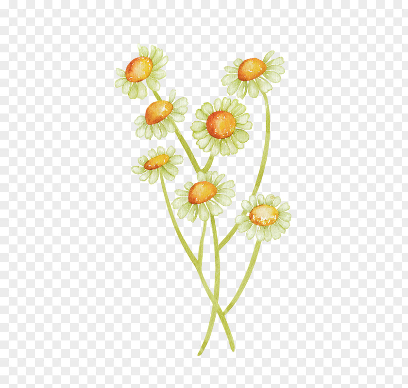 Hand-painted Sunflower Common Daisy Watercolor Painting PNG