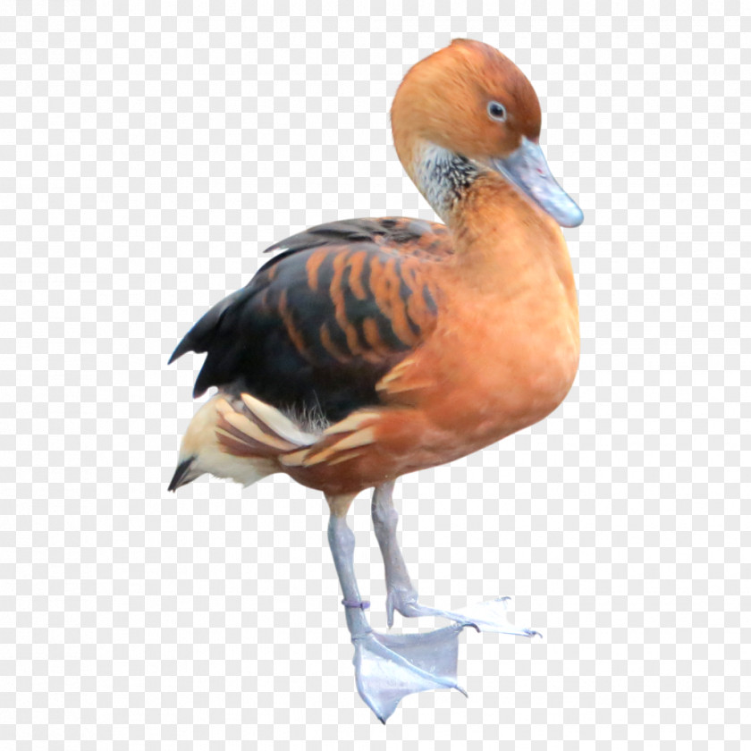 Ice Duck Goose Water Bird Waterfowl PNG