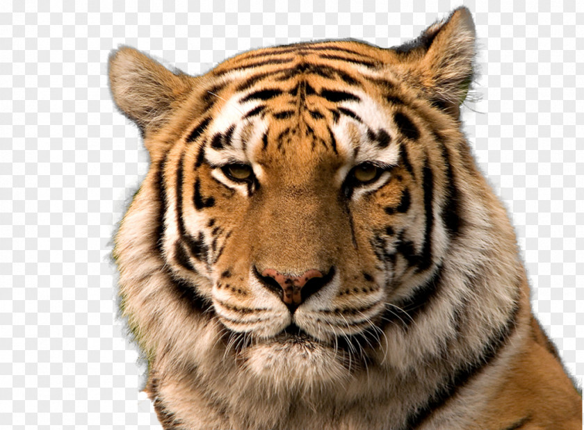 Transparent Tiger Background Bengal Siberian Golden South China Cat PNG