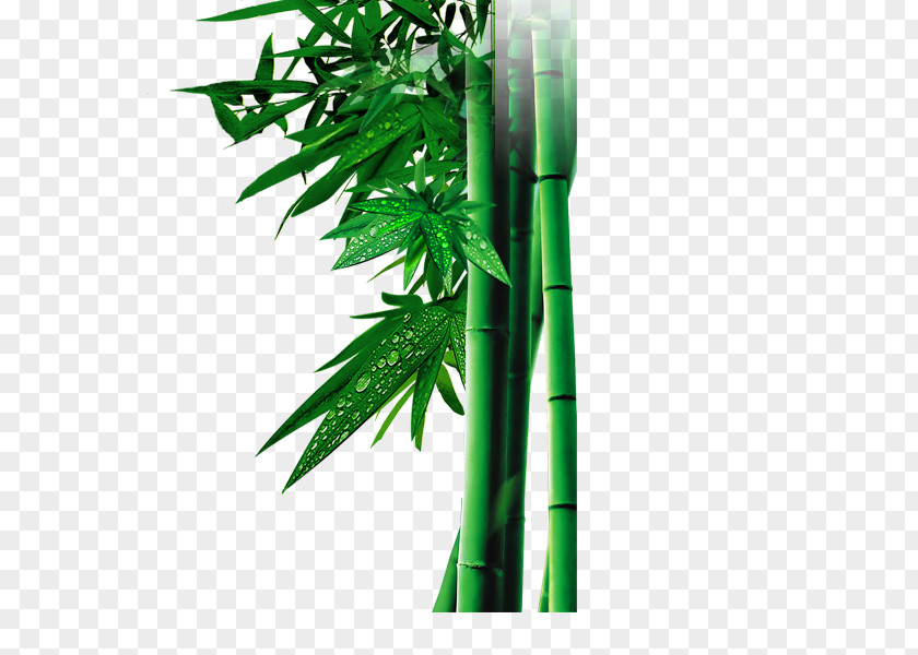 Bamboo Bambusa Oldhamii Google Images Green PNG