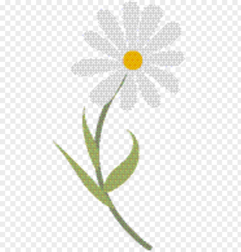 Daisy Family Wildflower Plants Background PNG