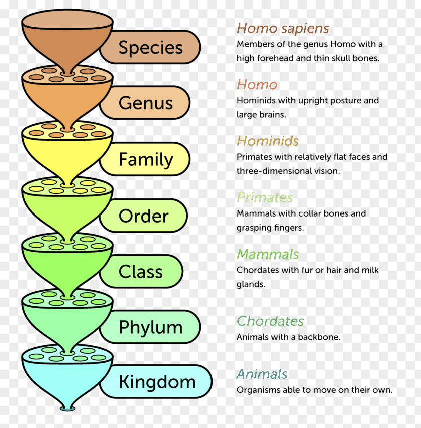 Linnaean Taxonomy Taxonomic Rank Biology System PNG