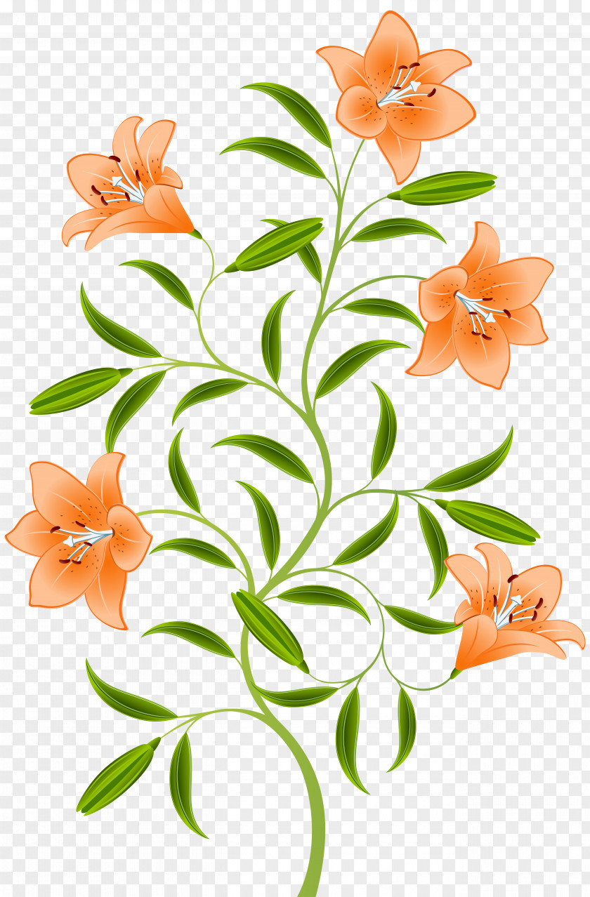 Orange Lily Clip Art Image Lilium Bulbiferum Hemerocallis Fulva Tiger PNG