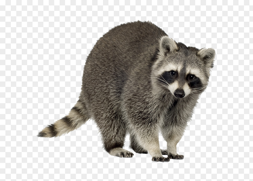 Raccoon Trapping Squirrel Clip Art PNG