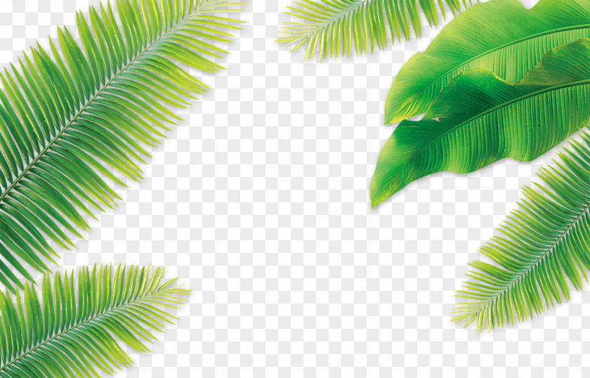 Coconut Leaves Leaf Arecaceae PNG