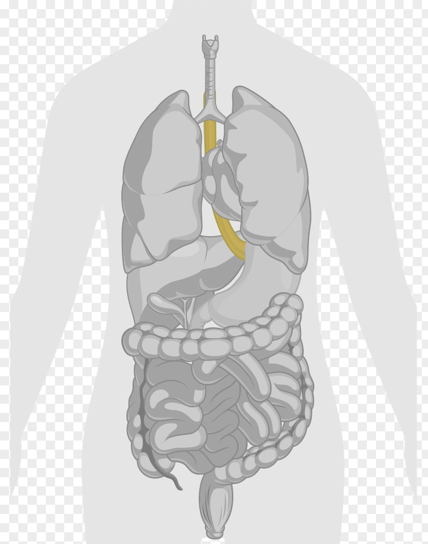Human Body Anatomy Gastrointestinal Tract Lung PNG