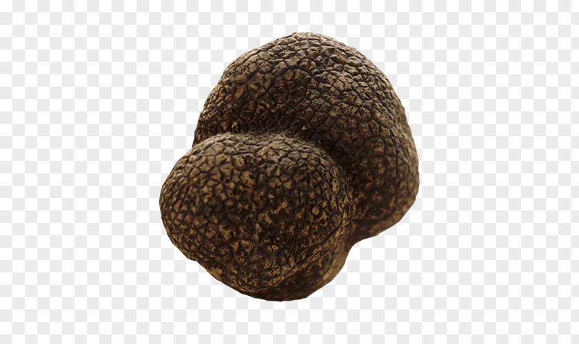 Mushroom Tuber Aestivum Périgord Black Truffle Gleba PNG