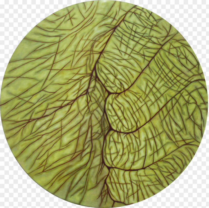 Small Painter Leaf Tree PNG