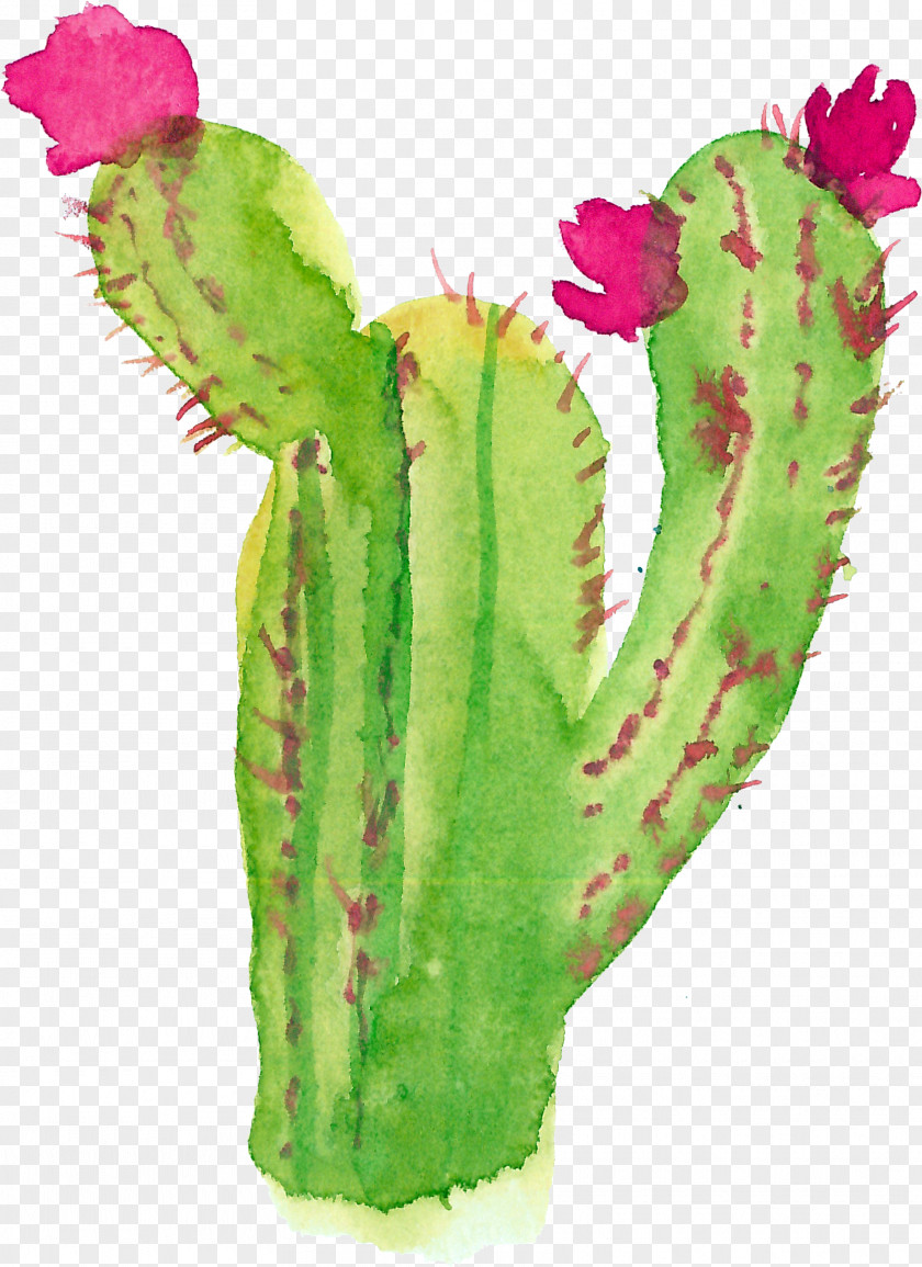 Cactus Modern Watercolor: A Playful And Contemporary Exploration Of Watercolor Painting Succulent Plant PNG
