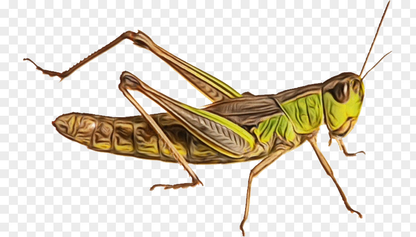 Insects Grasshoppers Population Genetics PNG