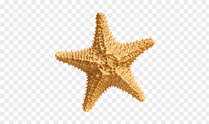 Starfish Stock Photography Image Illustration Clip Art PNG