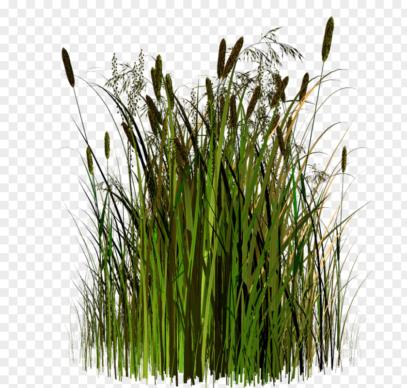 Sweet Grass Vetiver Google Images Herbaceous Plant PNG