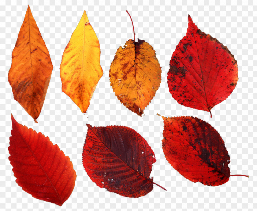 Autumn Leaves Leaf Deciduous Tree PNG