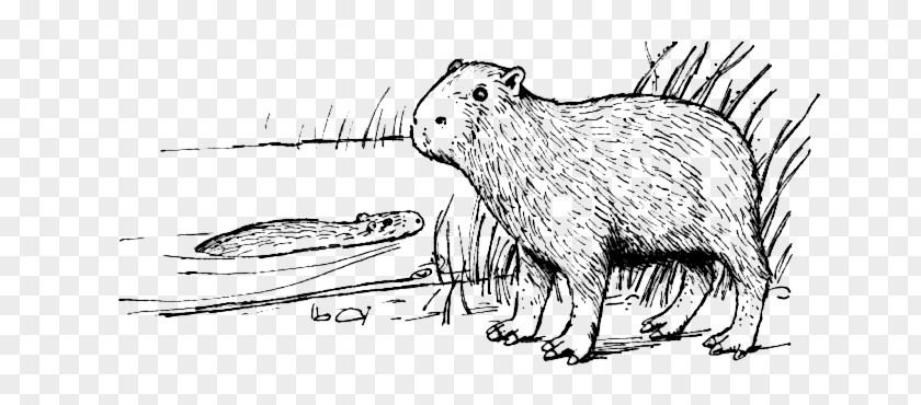 Capybara Rodent Coloring Book Clip Art PNG