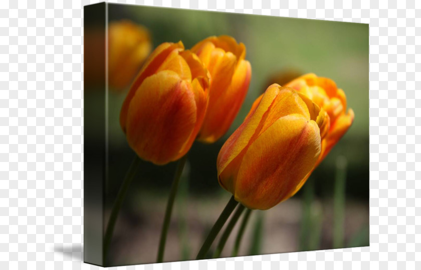 Orange Tulip Desktop Wallpaper Plant Stem Bud Petal PNG