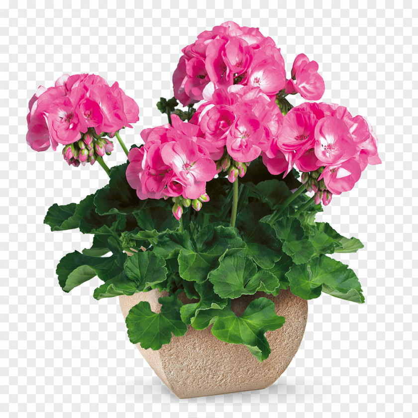 Pelargonium Garden Roses Flower Sweet Scented Geranium Cutting Plant PNG