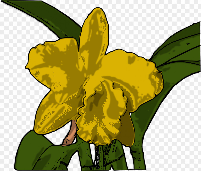 Flower Yellow Cattleya Orchids Tiger Orchid PNG