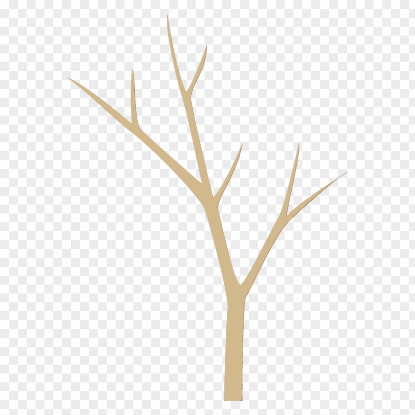 Plant Stem Grass Branch Twig Leaf Tree PNG