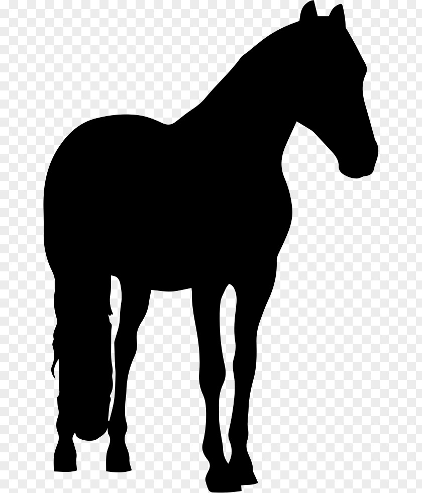 Shire Horse Friesian Andalusian Percheron Appaloosa PNG