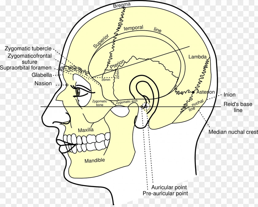 Skull Gray's Anatomy Nasion Head And Neck PNG