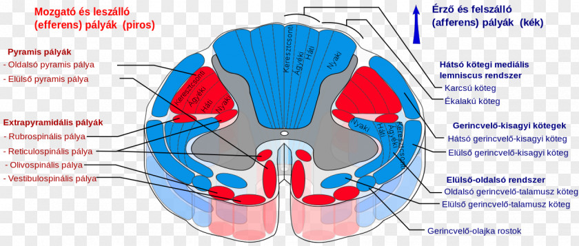 Vertebral Spinal Cord Spinothalamic Tract Pyramidal Tracts Spinocerebellar Decussation PNG