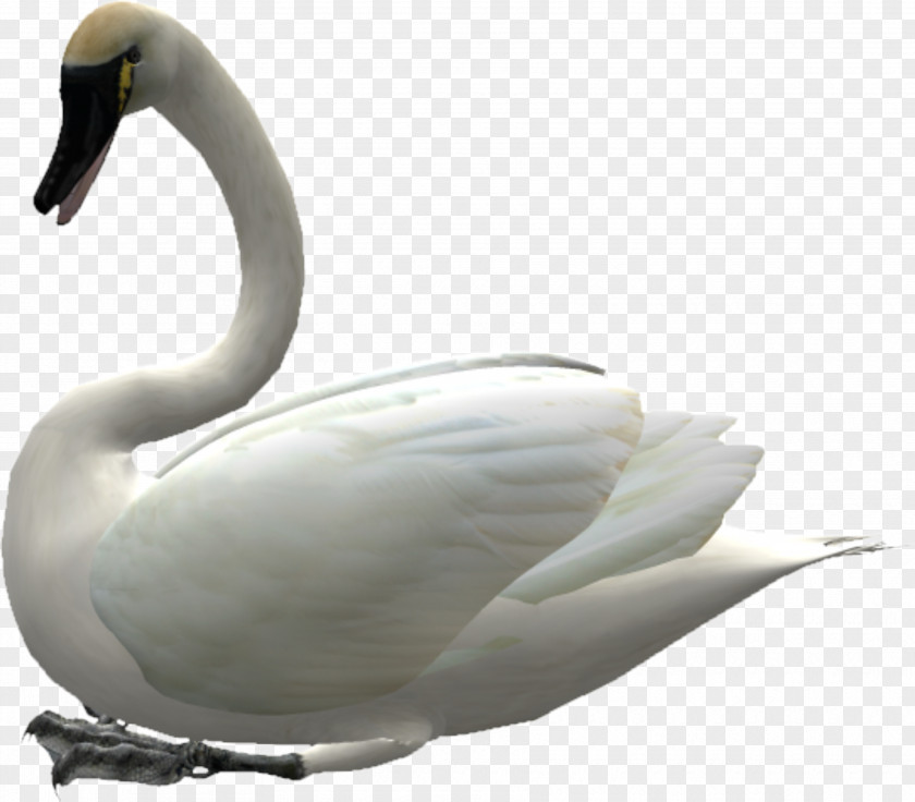 Beautiful Goose Cygnini Swan Bird Duck PNG
