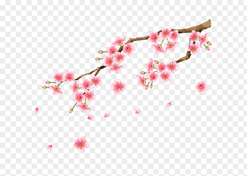 Cherry Plum Blossom Clip Art PNG