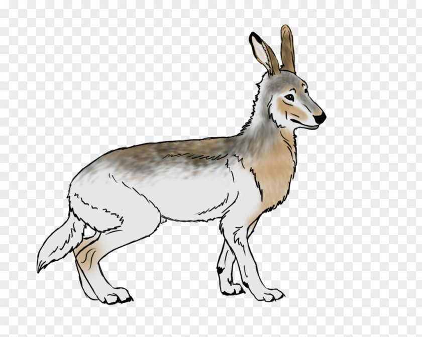 Deer Jackal Musk Deers Antelope Macropodidae Hare PNG