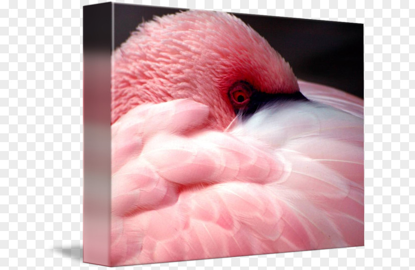Feather Fauna Close-up Beak Pink M Neck PNG