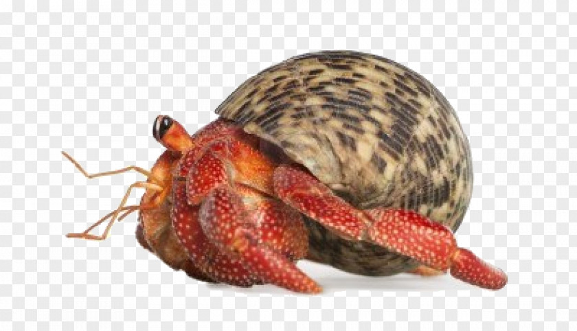 Hermit Crab Stock Photography Pet Coenobita Perlatus PNG crab photography perlatus, clipart PNG