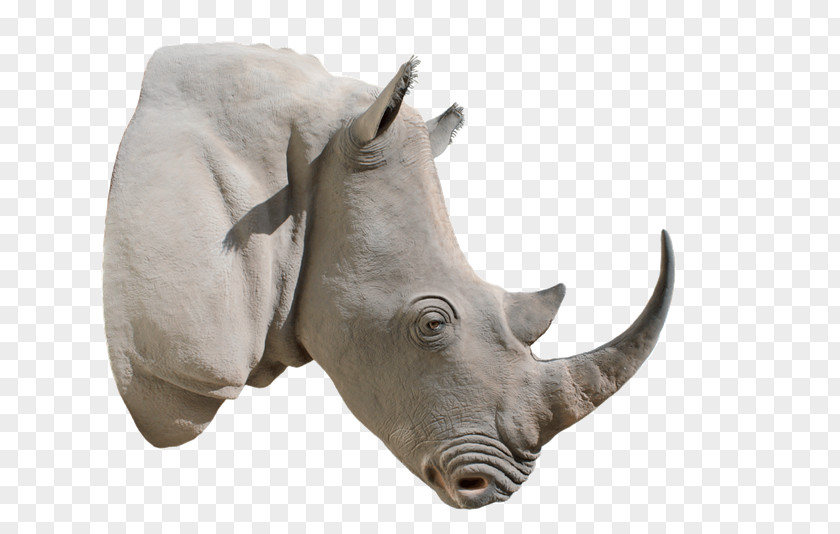 Hummer HX White Rhinoceros Horn PNG