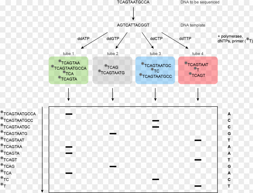 Molecular Medicine Human Genome Project Sanger Sequencing Dideoxynucleotide DNA PNG