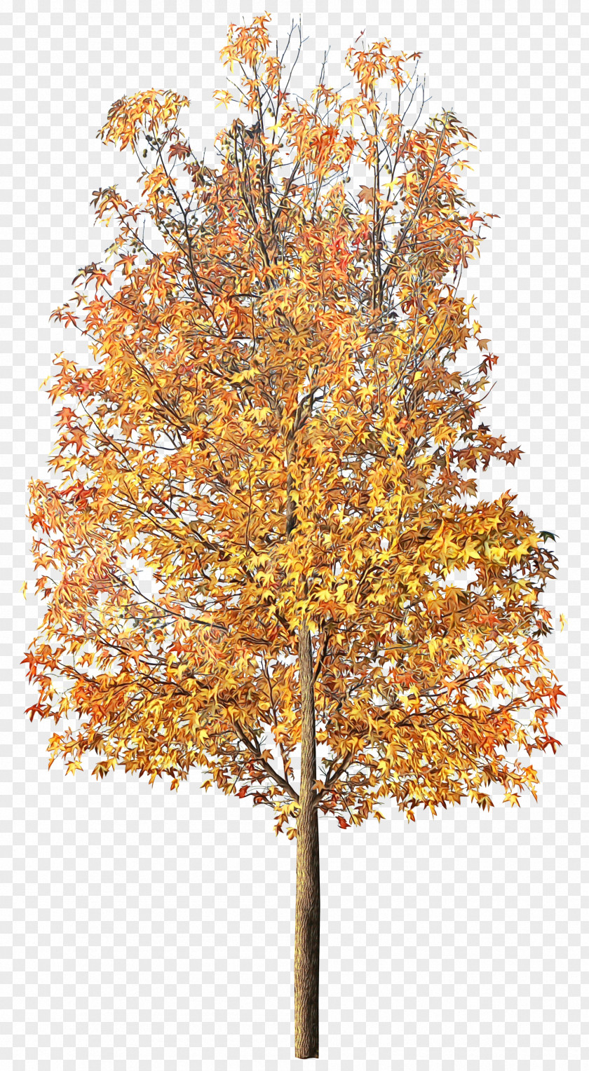 Red Pine Temperate Broadleaf And Mixed Forest Maple Tree PNG