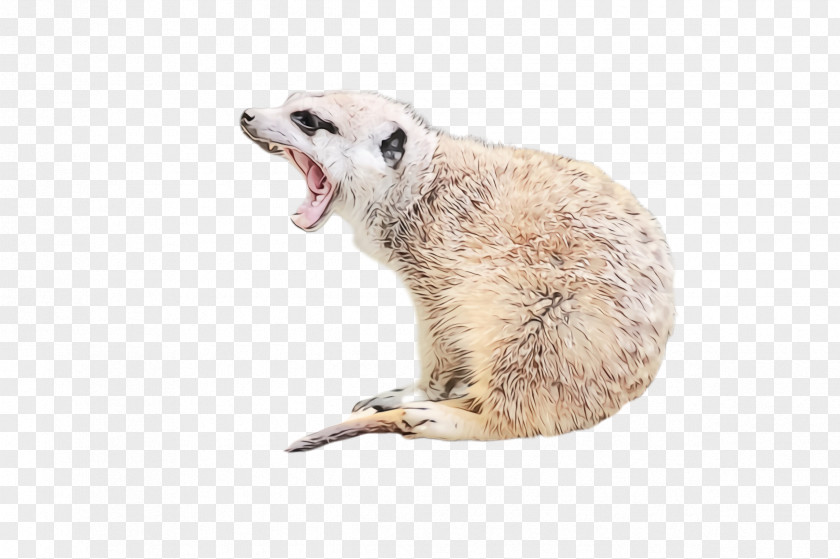 Wildlife Meerkat PNG