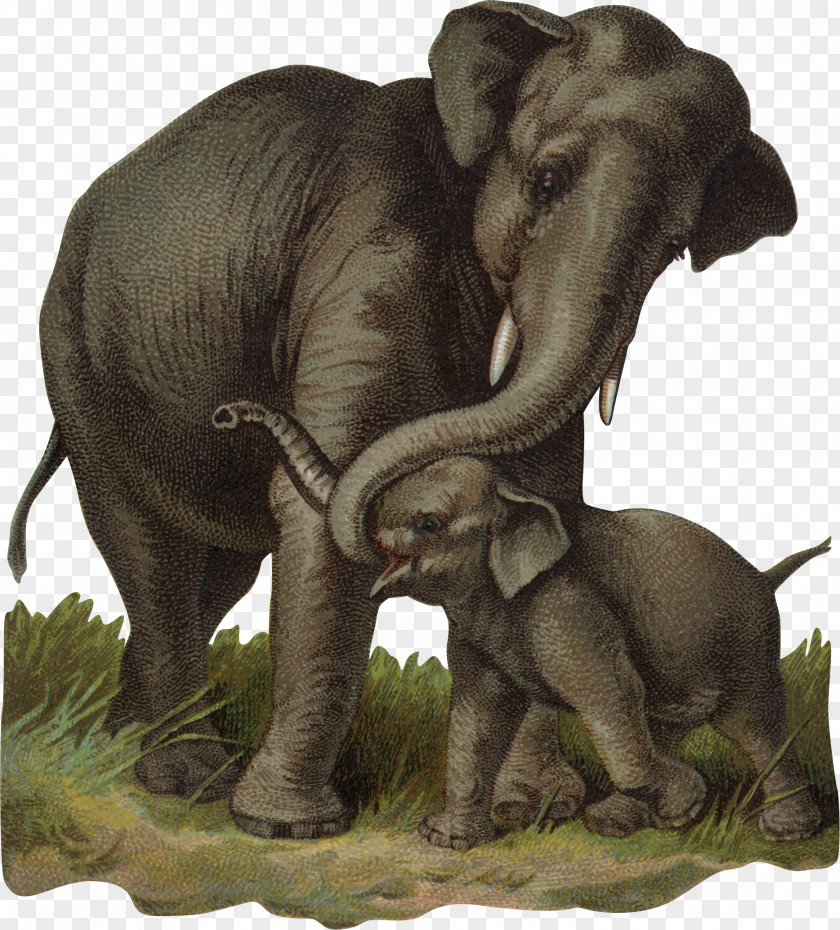Baby Elephant African Bush Indian Calf PNG