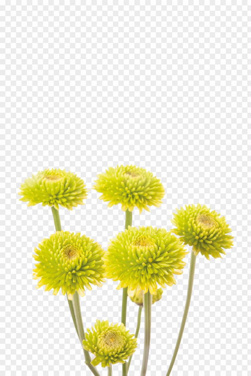 Chrysanthemum Kermit The Frog Cut Flowers Yellow PNG